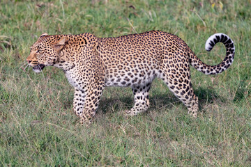 leopard in the grass