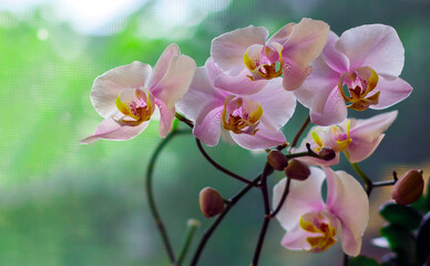 Fototapeta na wymiar Pink Orchid Flowers Light Green Background Beautiful Orchid Flowers