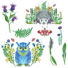 Set of watercolor illustrations with owl, hedgehog, butterflies and flowers. For a card or invitation.