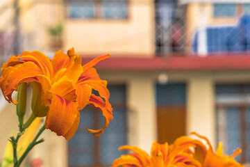 Orange lilies in the courtyard of a roadside hotel in the Himalayas, India.