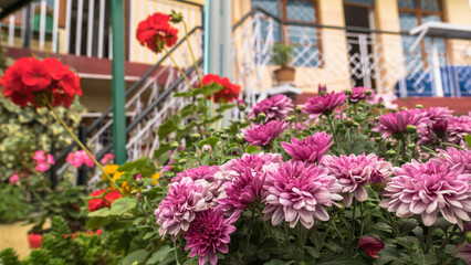 Flower garden in the courtyard of a hotel complex in India. Bright colors of tourist life. Bright blooming fresh asters