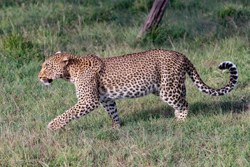 Leopard strolling in the savannah