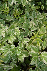 Background from leaves. The variegated white-green leaves of the plant runny. Background, texture