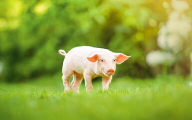 Young pig is walking on the green grass. Happy piglet on the meadow, summer day.