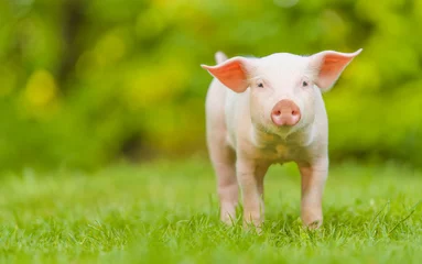 Fotobehang Young pig is standing on the green grass. Happy piglet on the meadow looking at the camera . © The Len