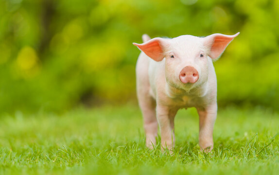 Young pig is standing on the green grass. Happy piglet on the meadow looking at the camera .