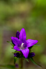 Campanula glomerata flower in the field, close up