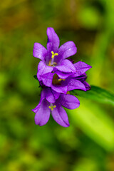 Campanula glomerata flower growing in the field, macro