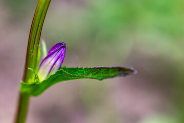 Campanula glomerata flower growing in the field, close up shoot