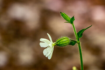 Silene latifolia growing in the forest, close up shoot	