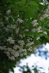 green leaves in the sun