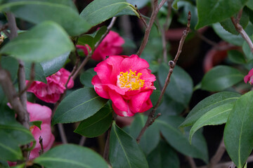Camellia flower blooming on the springtime in park