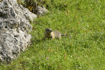 marmot in the moutains of vercors