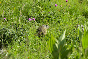 marmot in the moutains of vercors