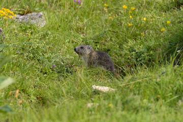 Naklejka na ściany i meble marmot in the moutains of vercors