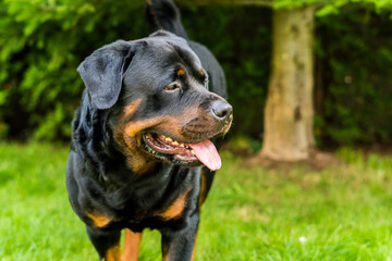 rottweiler walking on green grass