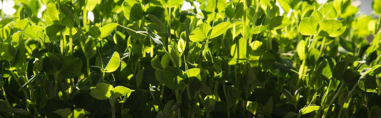 Germination of seeds in a special tray. Tray with grid for microgreening. Pea seeds with sprouts, supera species. Correct and healthy diet. Greenery on the window all year round. Vitamin feeding