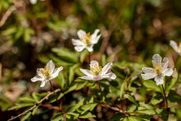 Anemonoides nemorosa flower in forest, close up