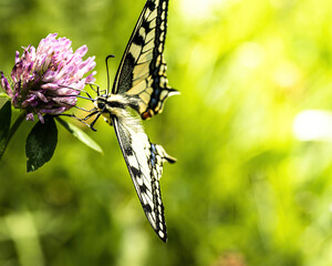 a swallowtail on a flower