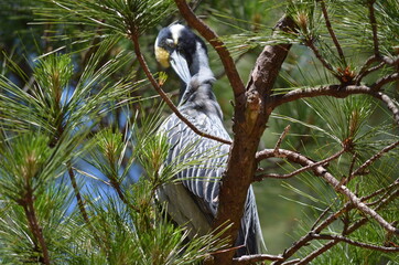 Yellow Crested Night Heron (cleaning in sun) 