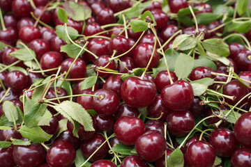 Organic red cherries background, new harvest.