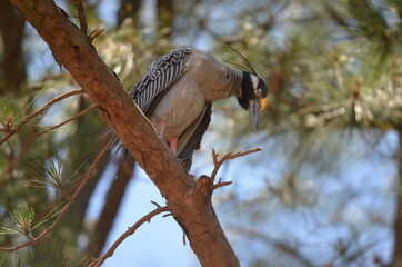 Yellow Crested Night Heron (looking at ground)