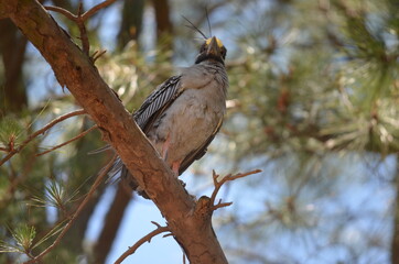 Yellow Crested Night Heron (watching)