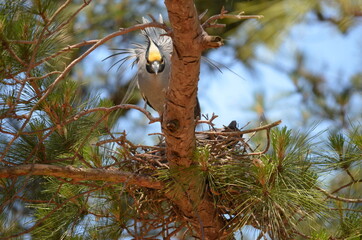 Yellow Crested Night Heron (threatening/warning)