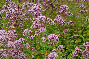 Obraz premium wildblumen in einem biotop in rheinhessen