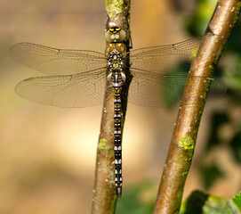 Adult dragonfly holding on to a tree