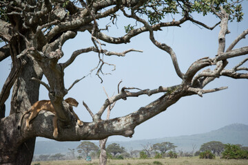 Fototapeta na wymiar Lioness in Tree