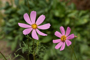 Cosmea, or Cosmos (lat. Cosmos) is a genus of annual and perennial herbaceous plants of the Asteraceae family (Asteraceae). Cosmea blooms in the garden.