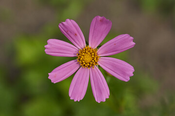 Cosmea, or Cosmos (lat. Cosmos) is a genus of annual and perennial herbaceous plants of the Asteraceae family (Asteraceae). Cosmea blooms in the garden.