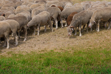 group of sheep grazing on the emperor abruzzo field