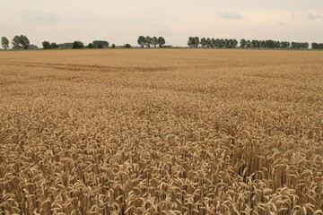 a big wheat field with golden curved ripe wheat ears in the dutch countryside in summer