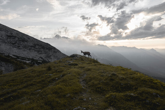 Wild goat and small hill