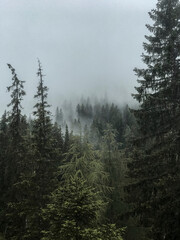 Fog in the  rainy forest