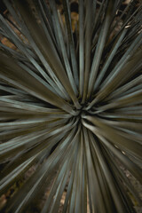 Obraz premium Beautiful plants from the garden