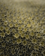 Beautiful  plants from the garden