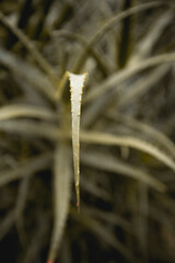 Beautiful  plants from the garden