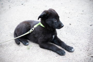 Black puppy on leash lying on the ground outdoor
