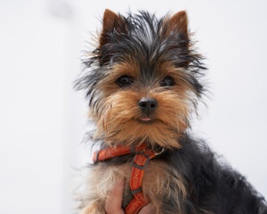 Close-up of toy Yorkshire Terrier