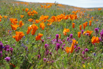 Field of wildflowers in spring