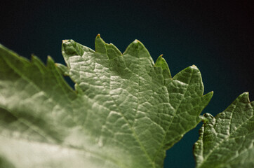 Close-up of of the details of a leaf