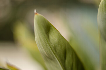 Close-up of green leaf with bokeh