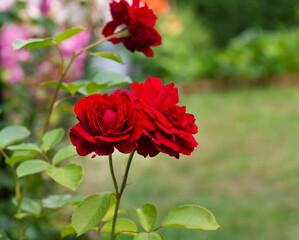 róża ogrodowa 