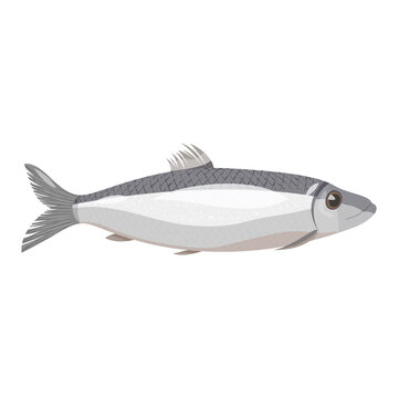 Vector image of an natural looking grey herring. Sea fish isolated on white background.