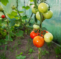 Fototapeta pomidor ekologiczny obraz