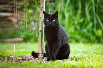 Sitzende schwarze Katze