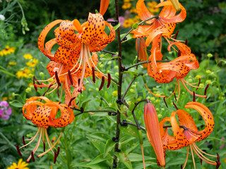 Tiger lily plant in bloom in an outdoor garden, with its distinctive downard facing flowers